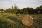 Rolnictwo ekologiczne w województwie kujawsko-pomorskim